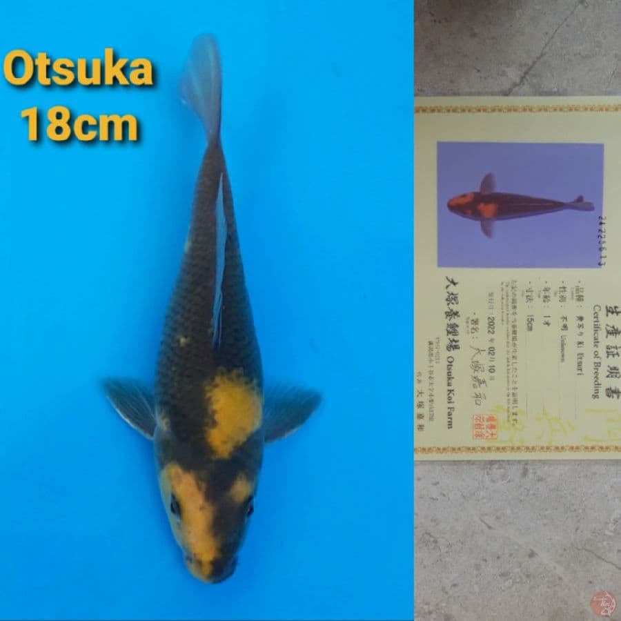 OTSUKA KIUTSURI 18CM