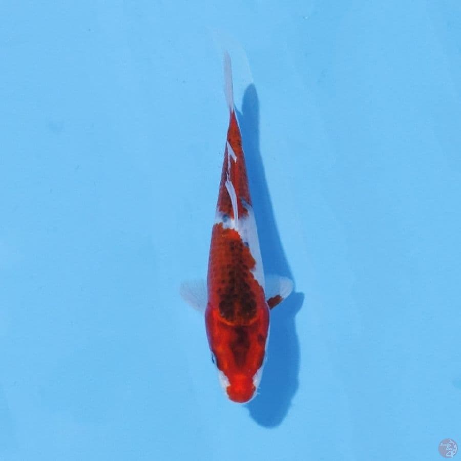 6. GOSHIKI 20 CM