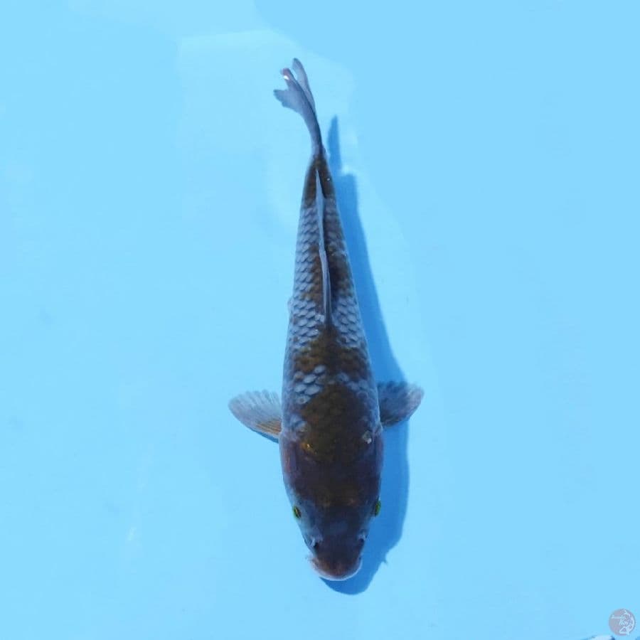 7. OCHIBA 27 CM FEMALE