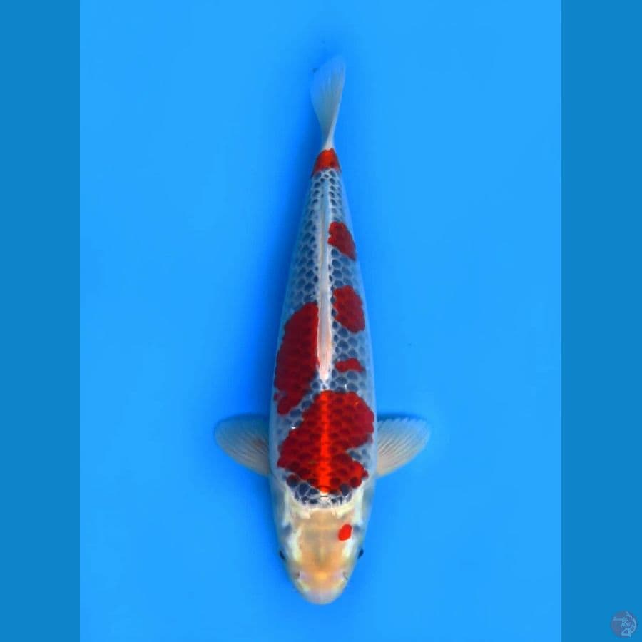 40cm , Male Goshiki Ori
