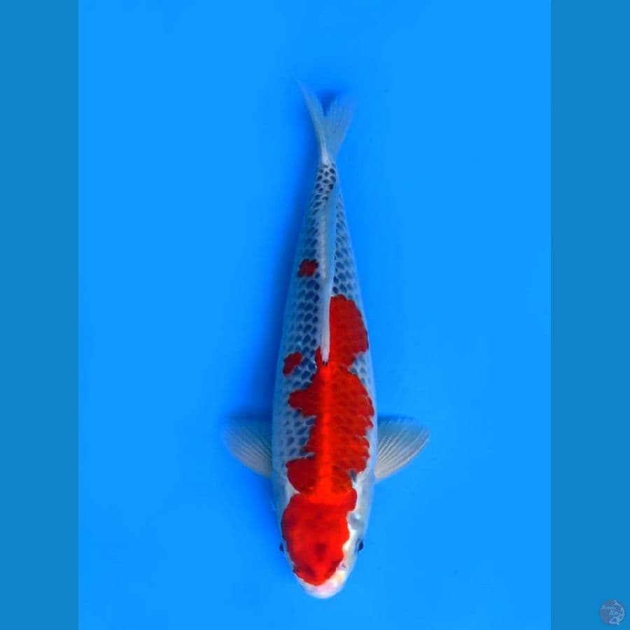 37cm , SQ Goshiki ,