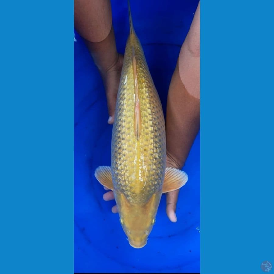 MIDORI GINRIN FM-50BU