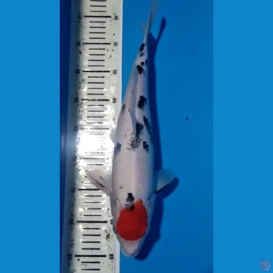 tancho sanke 37cm