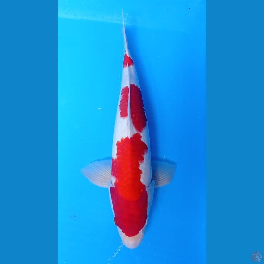 kohaku Male 43cm
