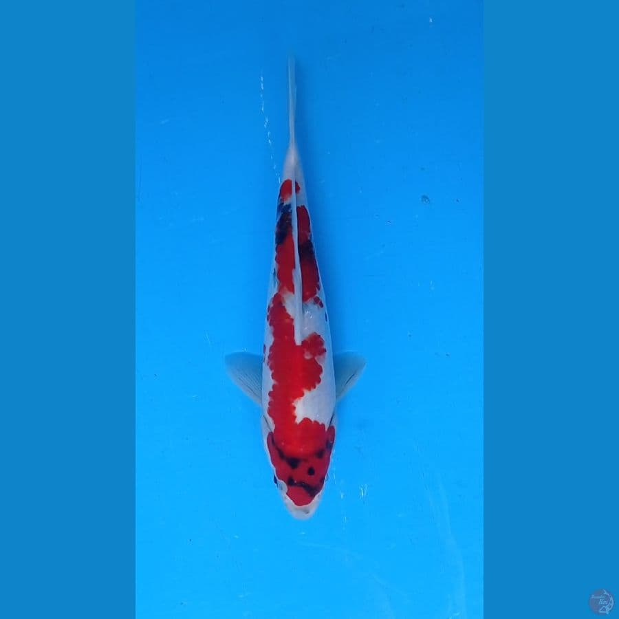 showa 26cm MALE