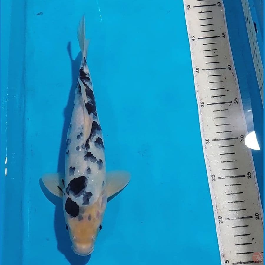 BEKKO 30 CM