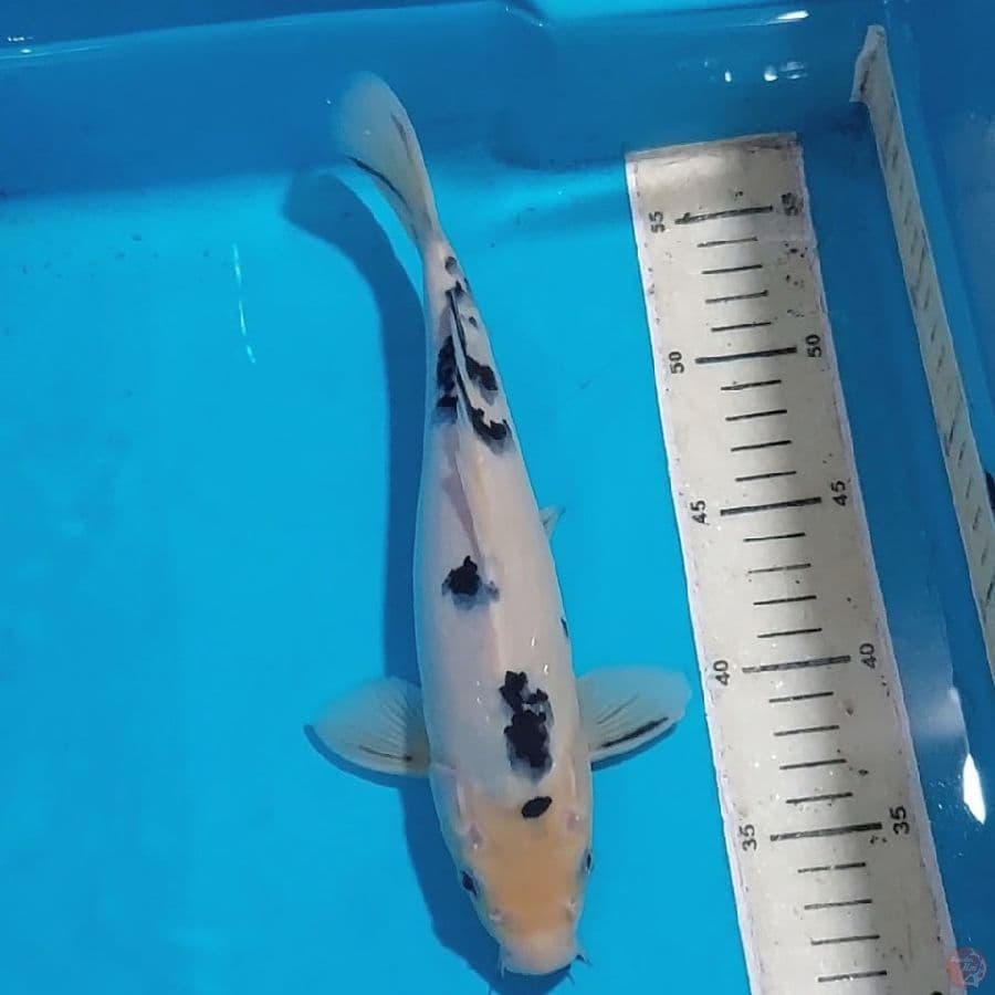 BEKKO 27 CM