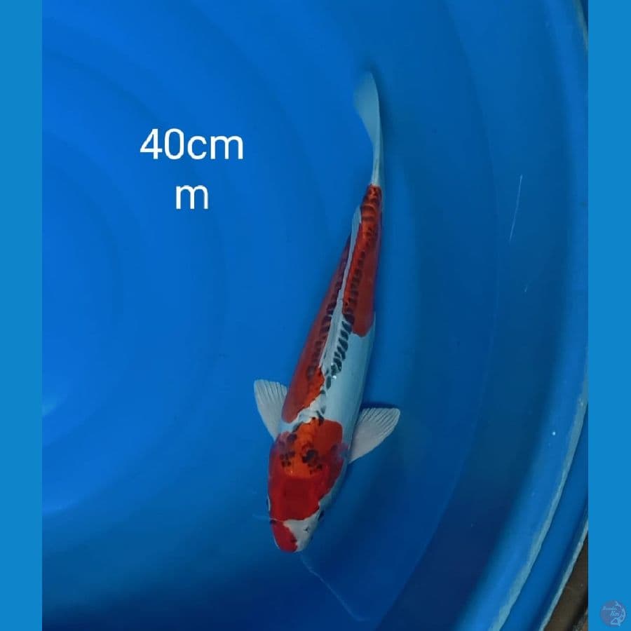 Beni kikokuryu 40cm