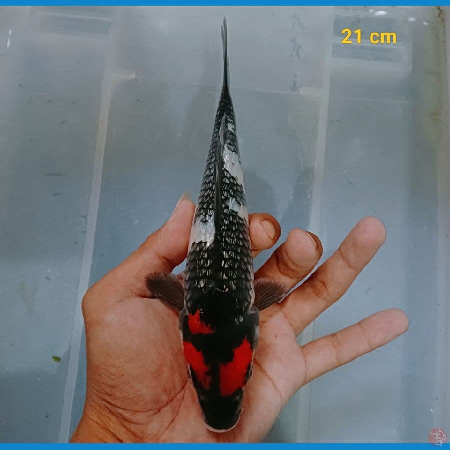 male ginrin padat 21 cm