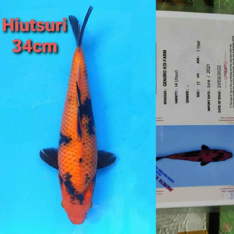 GENJIRO HIUTSURI 34CM