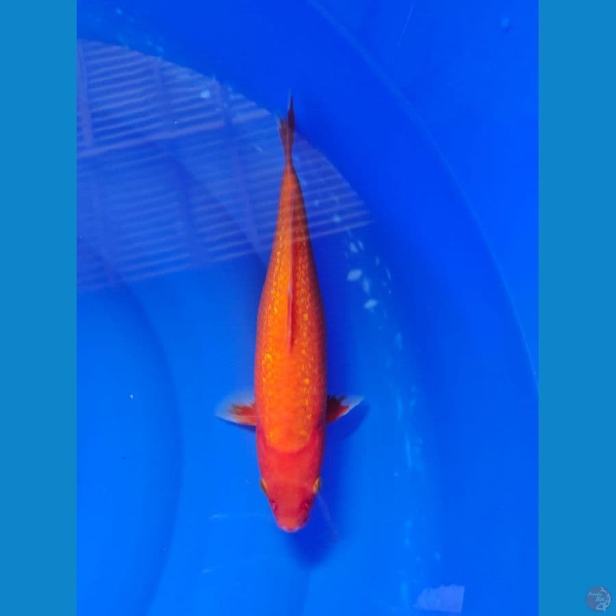 hajiro ginri 31cm