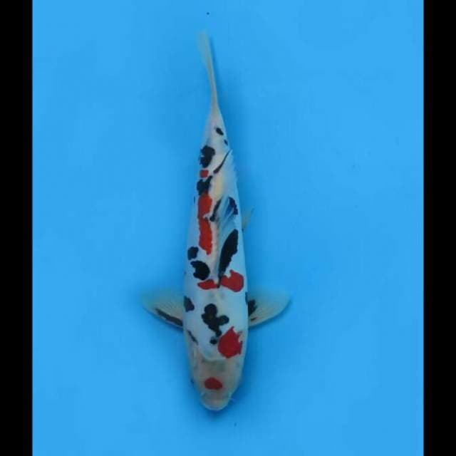 25cm Male Tosai - F1 Ori Sanke Doitsu Sakura