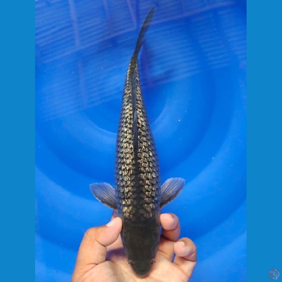 black soragoi male 35cm