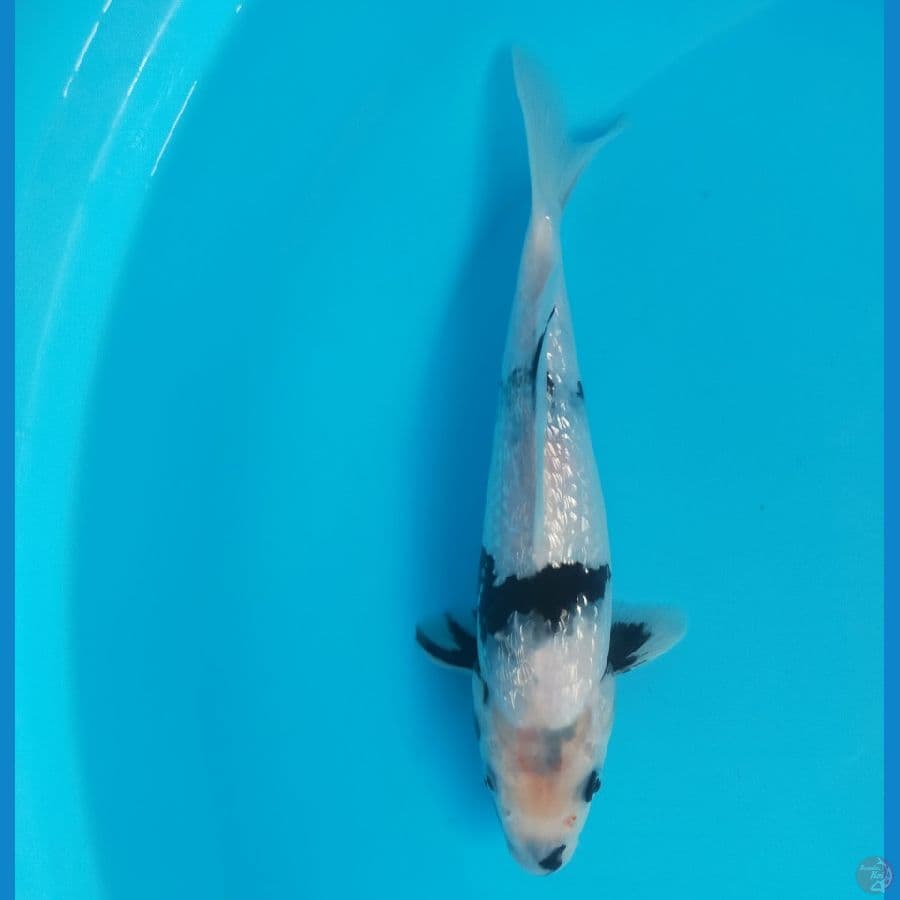 Shiro ginrin 25 cm