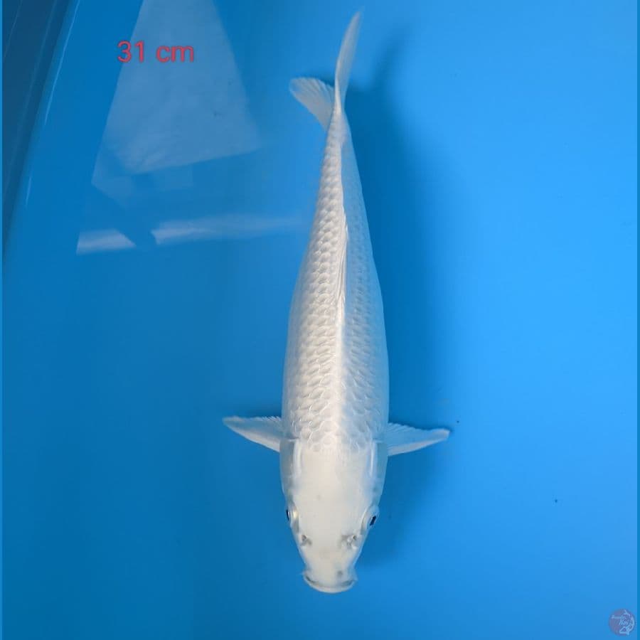 Platinum 31 cm