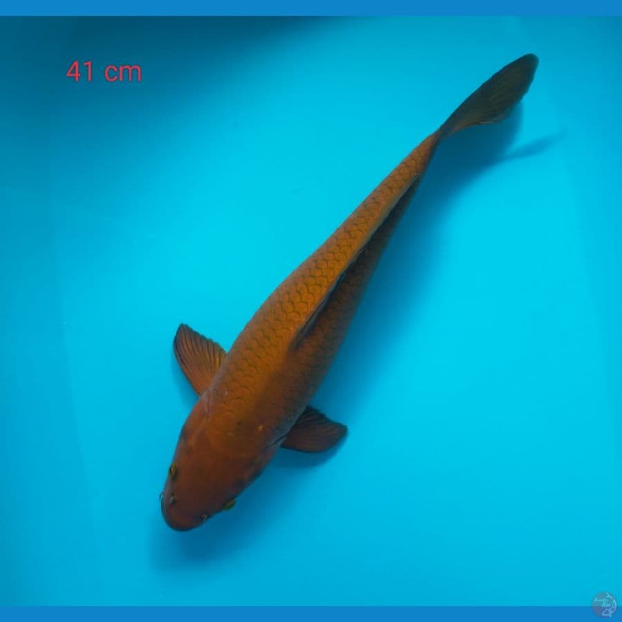 PENJINAK KOLAM 41 CM