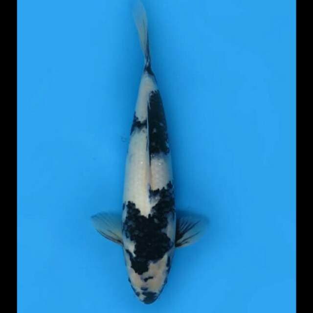 38cm Female - F1 Shiro Good Body