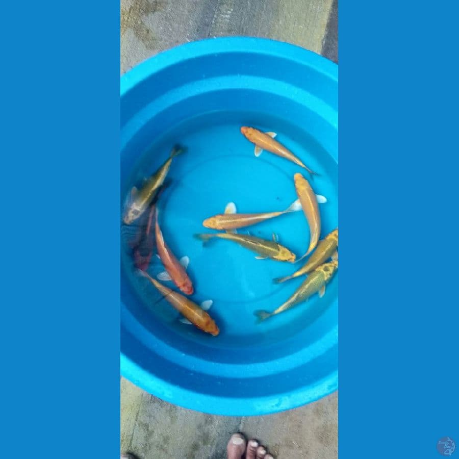 asnawi koi