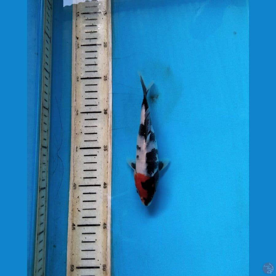 tanco showa 17cm