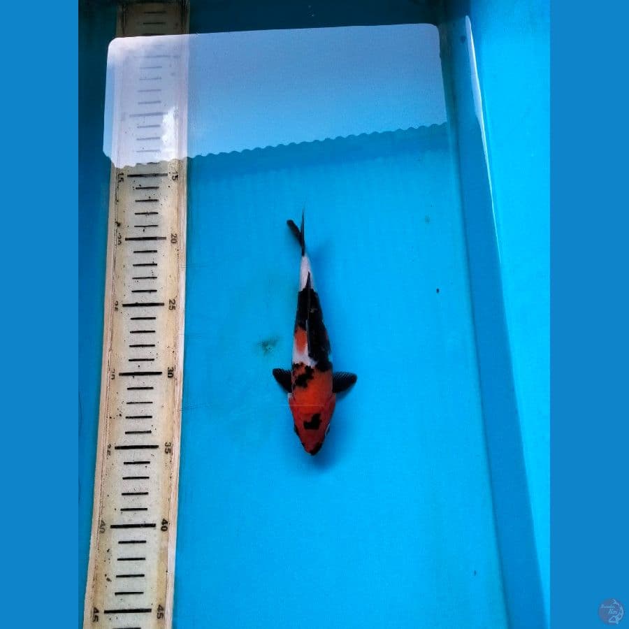 showa 17cm