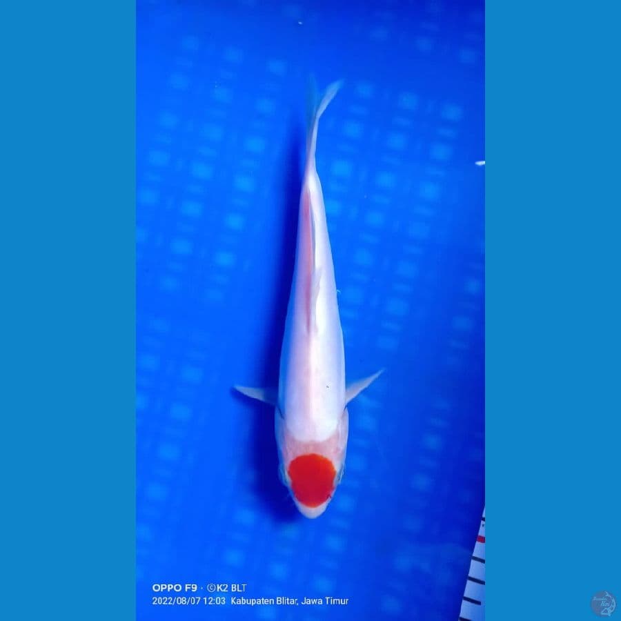 tc original 22 cm
