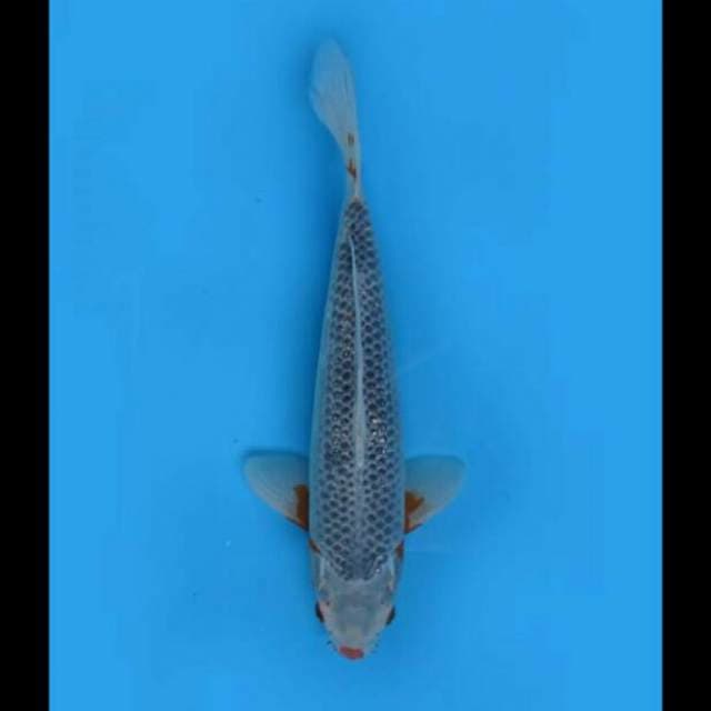 33cm Male - Asagi F1