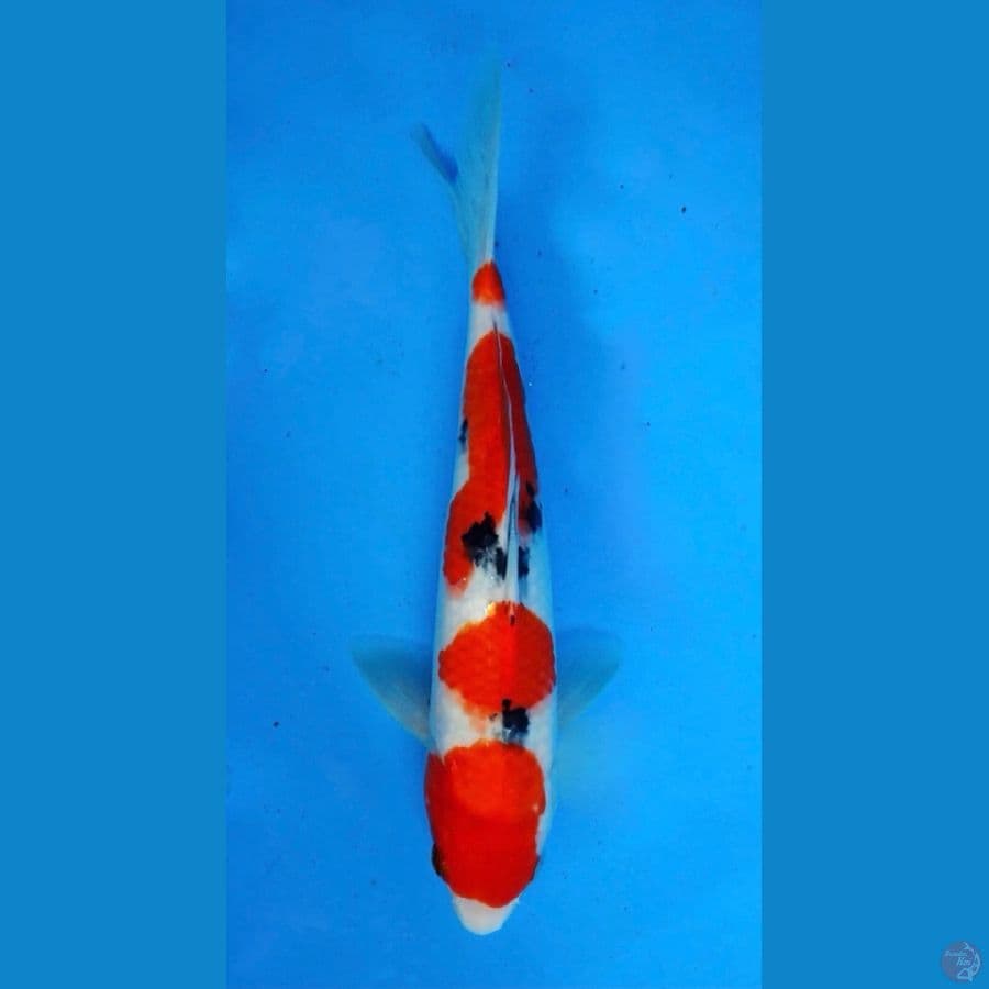 ~SANKE 4 STEP 26 CM/MALE~