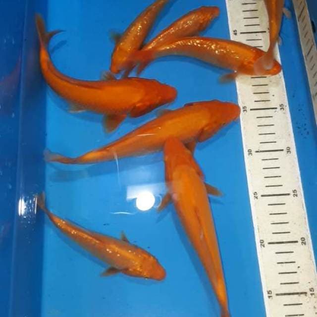 BENIGOI&ORANGE GINDRIN