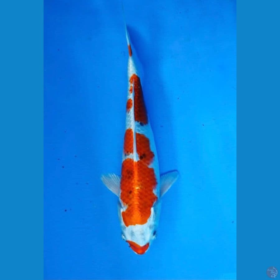 ~KUJAKU 30 CM/FEMALE~