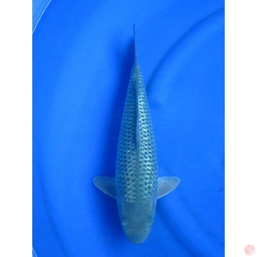 39cm , Ml - BakatPunuk Soragoi Full Ginrin