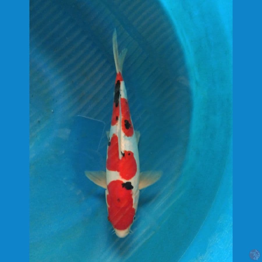 sanke doitsu juara 3 size 29cm