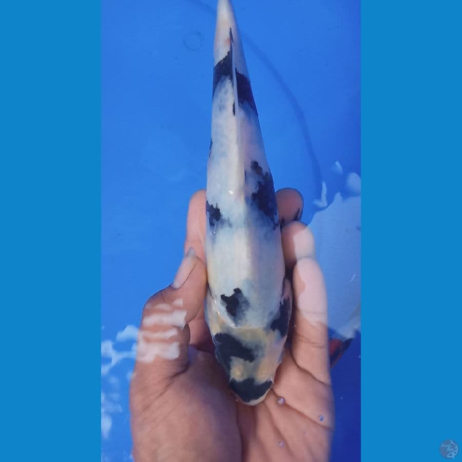 SHIRO 25cm