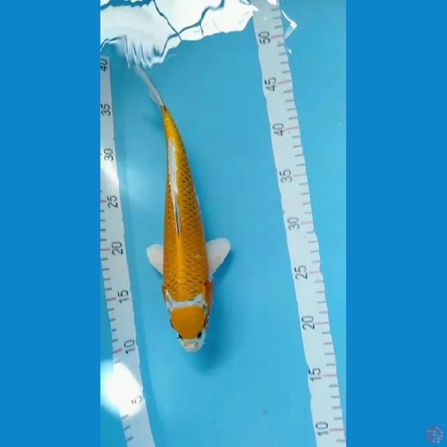 maruten kujaku 30cm
