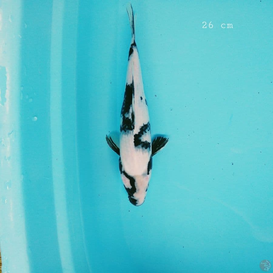 shiro 26 cm