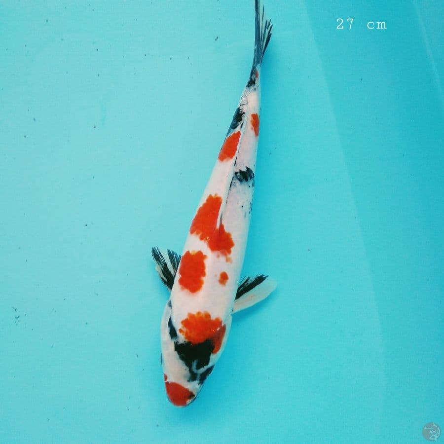 showa original 27 cm