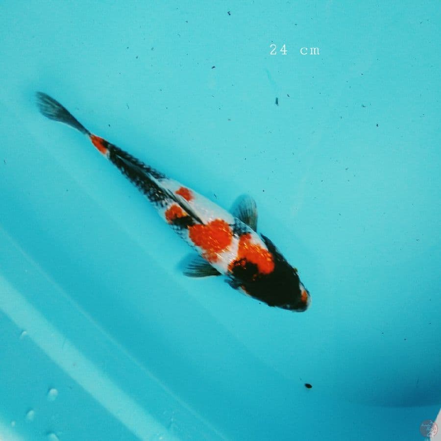 showa ginrin 24 cm