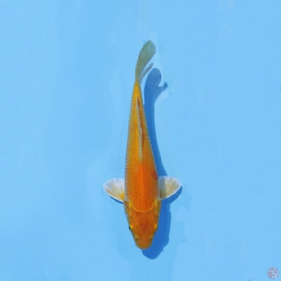 6. KARASHI 20 CM