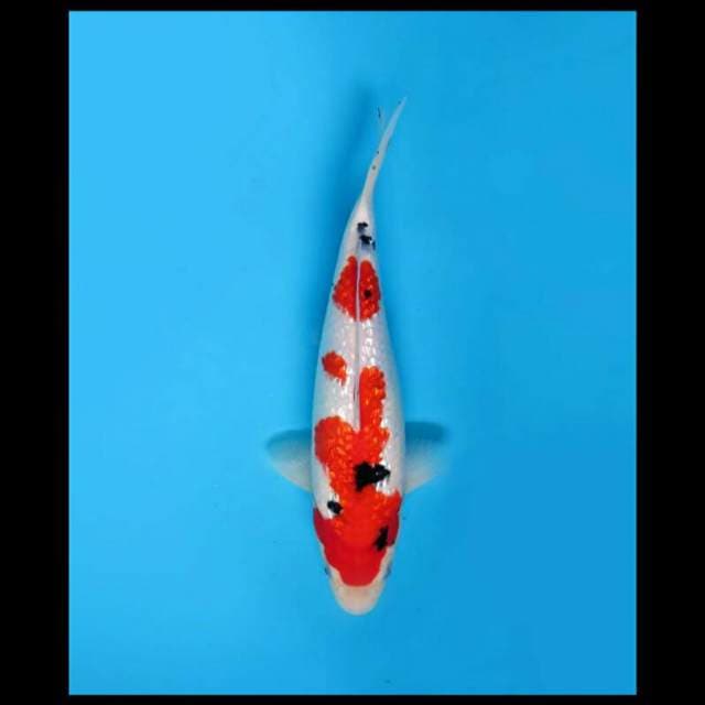28cm - F1 Sanke Ginrin Sq