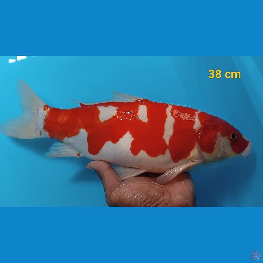 male 38 cm lafadz