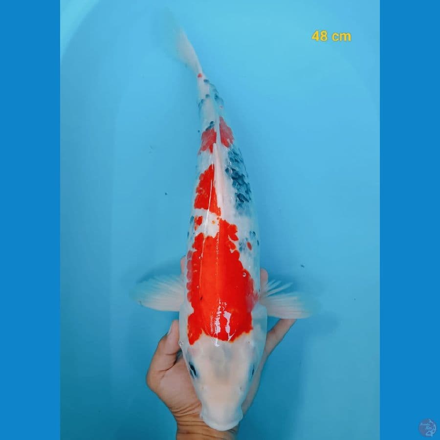 shogin 48 cm