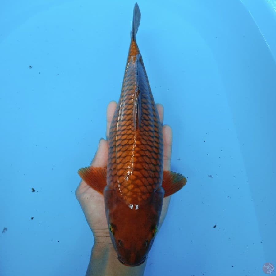 chagoi f 33 cn