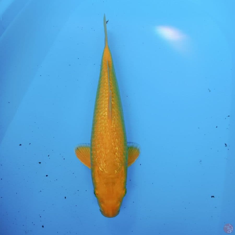 karasi gindrin 35 cm