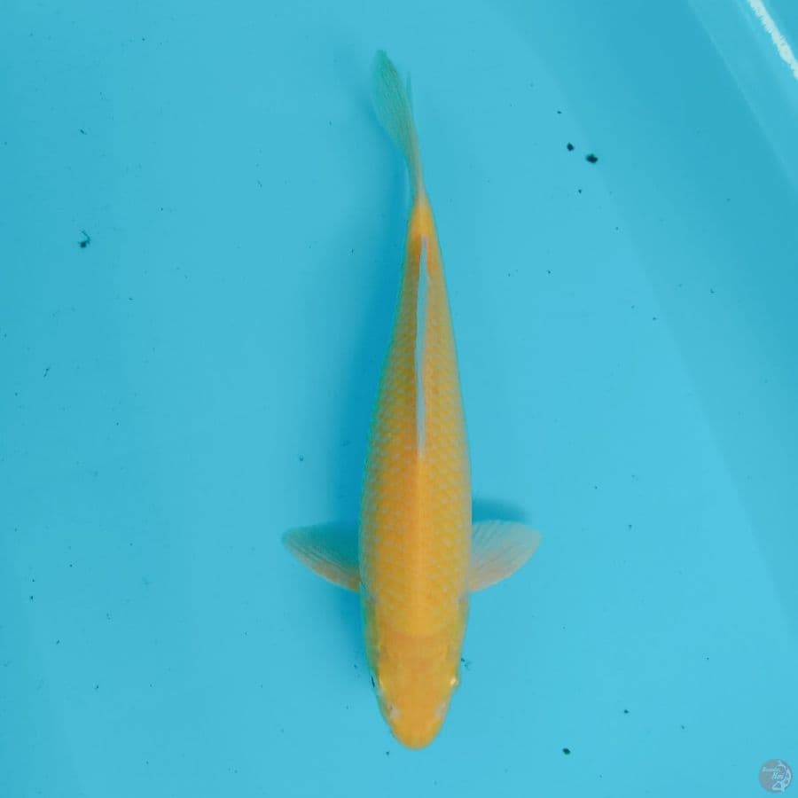 karasi 34 cm