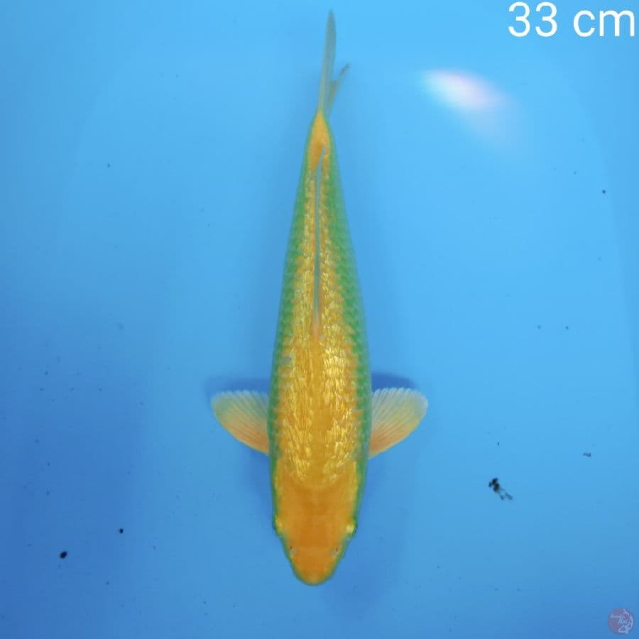 karasi gindrin 33 cm