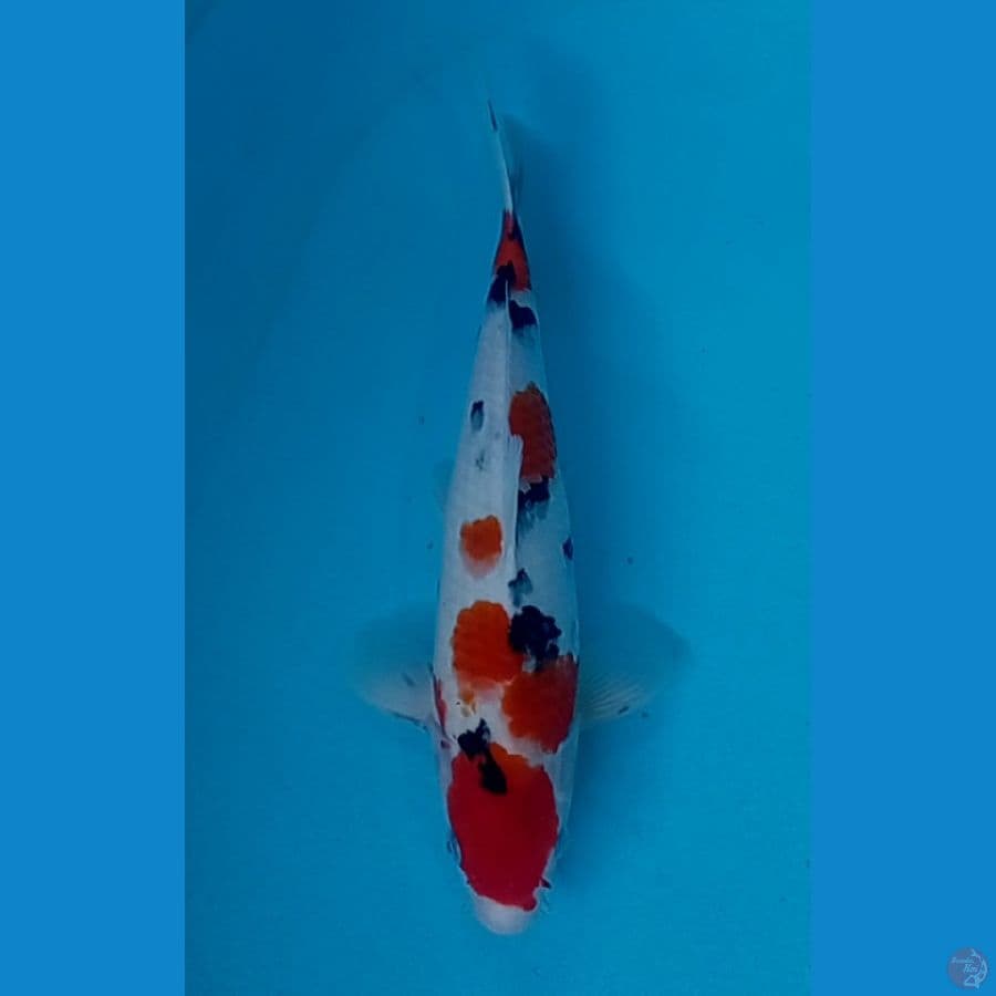 sanke 35 cm