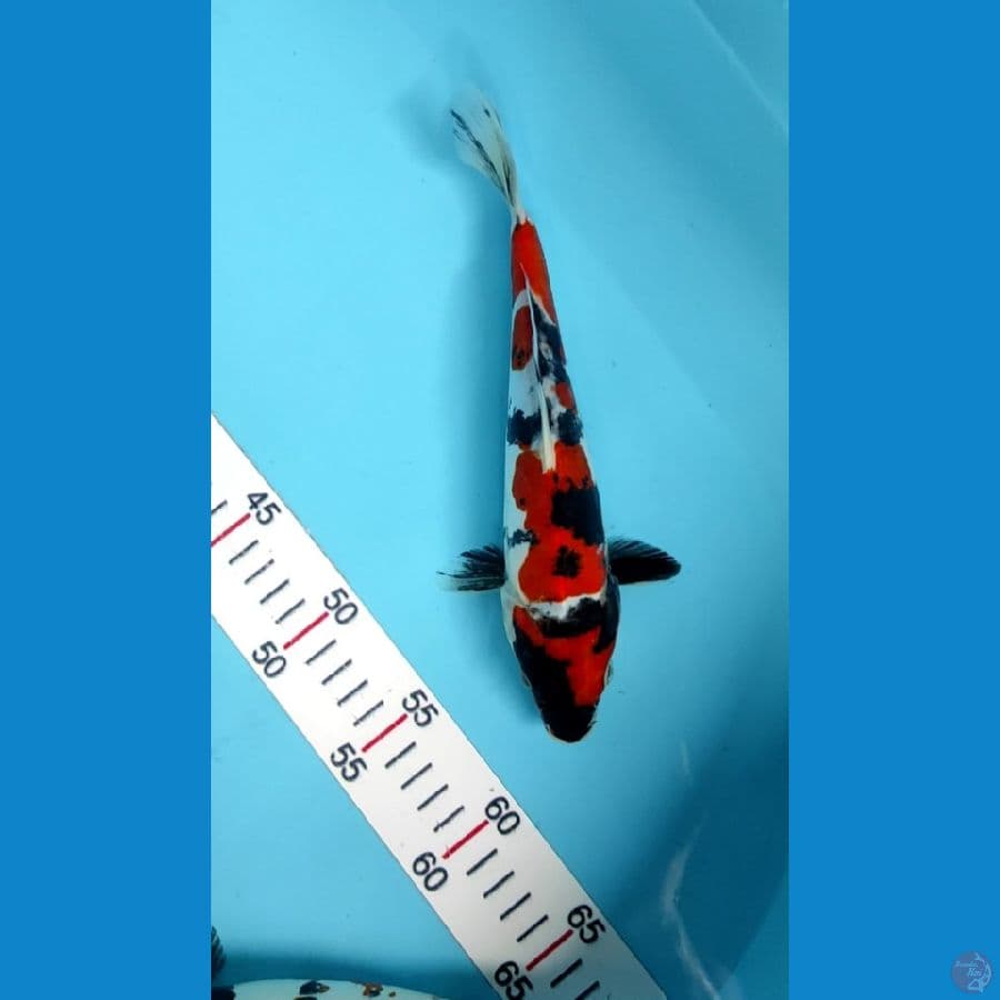 showa sanshoku f25cm