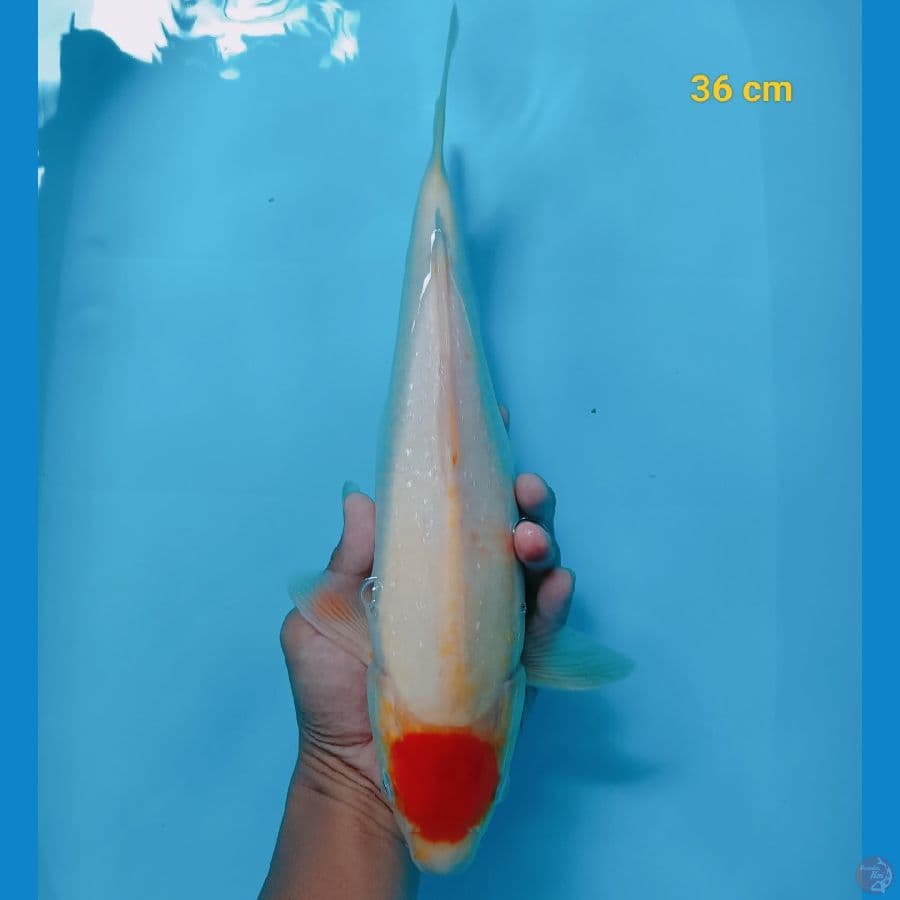tancho 36 cm