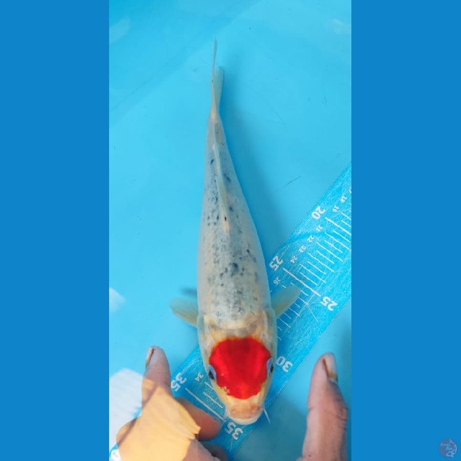 Tc GHOSIKI 27CM