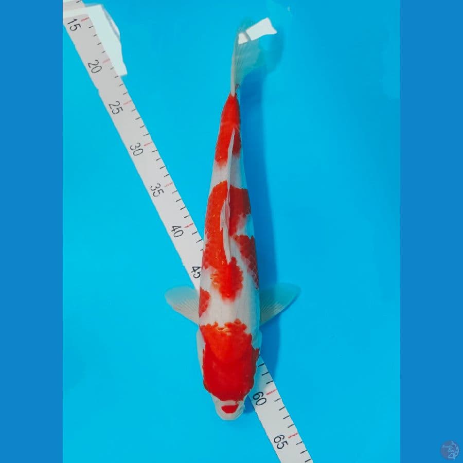 KOHAKU 40CM