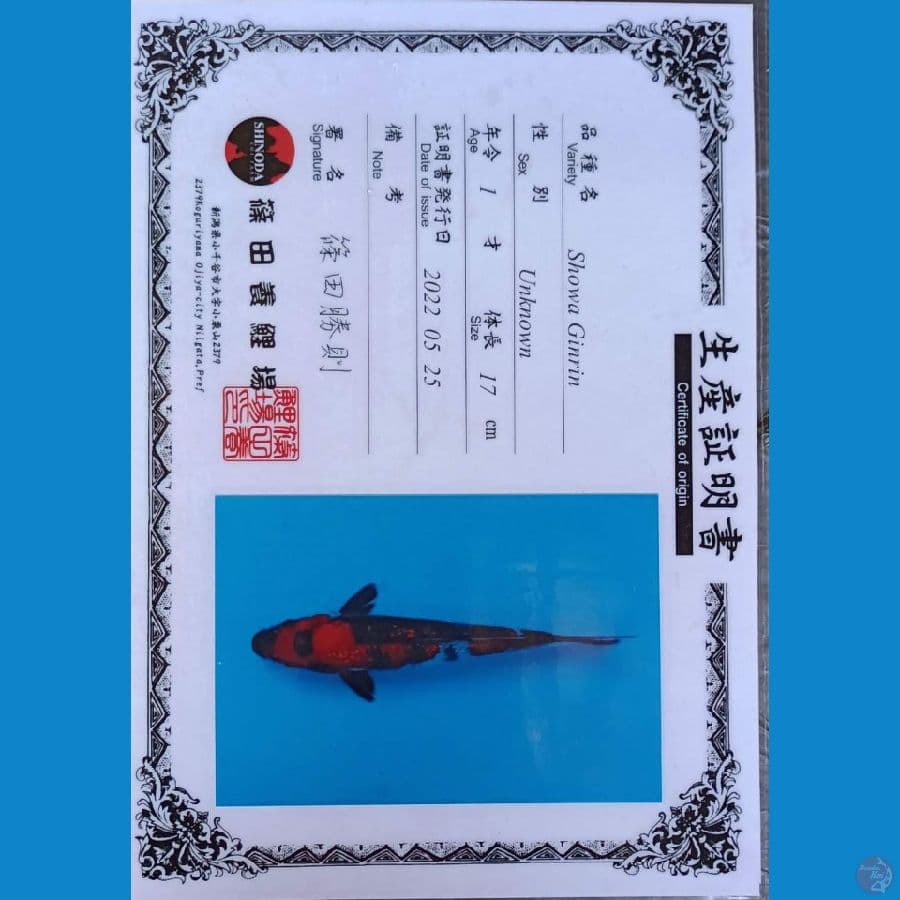 Shinoda Showa Ginrin sz 23cm